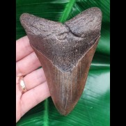 11.3 cm large dark brown tooth of the Megalodon