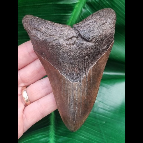 11.3 cm large dark brown tooth of the Megalodon