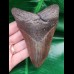 11.3 cm large dark brown tooth of the Megalodon