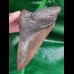 11.3 cm large dark brown tooth of the Megalodon