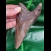 11.3 cm large dark brown tooth of the Megalodon