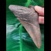 11.3 cm large dark brown tooth of the Megalodon