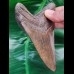 11.3 cm large dark brown tooth of the Megalodon