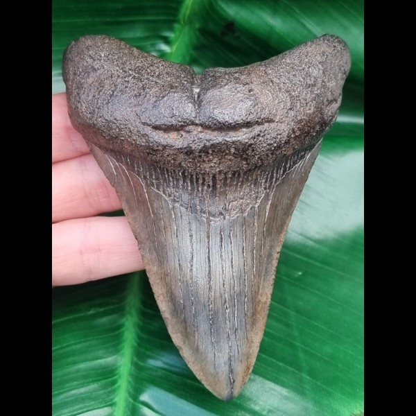 10,6 cm massiger Zahn des Megalodon