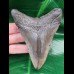 10.6 cm massive tooth of the Megalodon