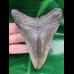 10,6 cm massiger Zahn des Megalodon