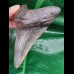10.6 cm massive tooth of the Megalodon