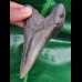 10,6 cm massiger Zahn des Megalodon