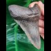 10,6 cm massiger Zahn des Megalodon