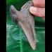 10,6 cm massiger Zahn des Megalodon