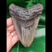 12,4 cm großer und massiger Zahn des Megalodon