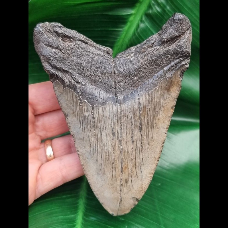 Echte Megalodon Hai Größe