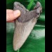 12.4 cm large and massive tooth of the Megalodon