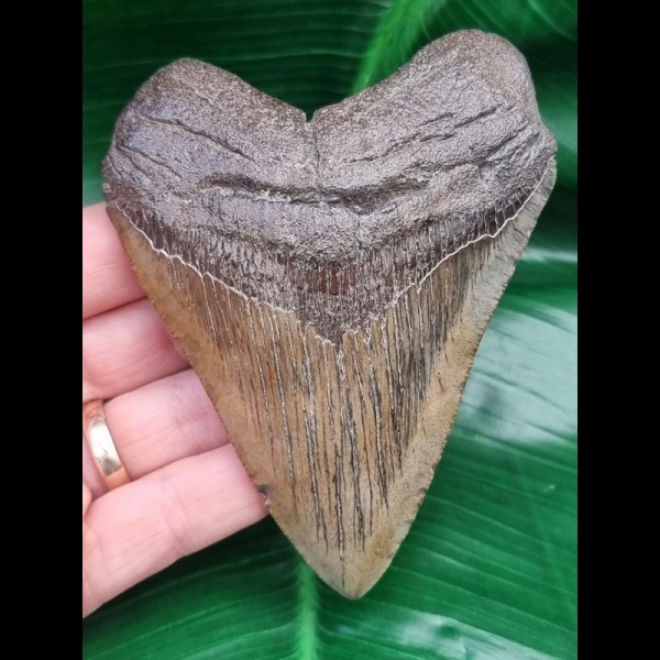 10,5 cm formschöner Zahn des Megalodon