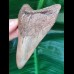 10,8 cm dolchförmiger Zahn des Megalodon Hais