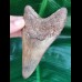 10,8 cm dolchförmiger Zahn des Megalodon Hais