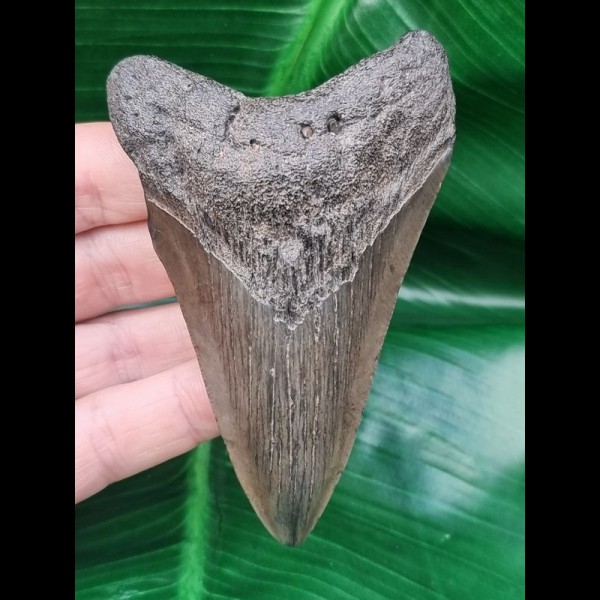 9,3 cm dolchförmiger grauer Zahn des Megalodon