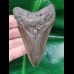 9.3 cm dagger-shaped grey tooth of the Megalodon