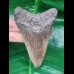 9.3 cm dagger-shaped grey tooth of the Megalodon