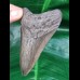 9.3 cm dagger-shaped grey tooth of the Megalodon