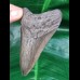 9,3 cm dolchförmiger grauer Zahn des Megalodon