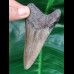 9,3 cm dolchförmiger grauer Zahn des Megalodon