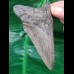 9,3 cm dolchförmiger grauer Zahn des Megalodon