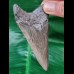 9,3 cm dolchförmiger grauer Zahn des Megalodon