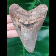 11.3 cm facetted coloured tooth of the Megalodon