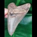 11.3 cm facetted coloured tooth of the Megalodon