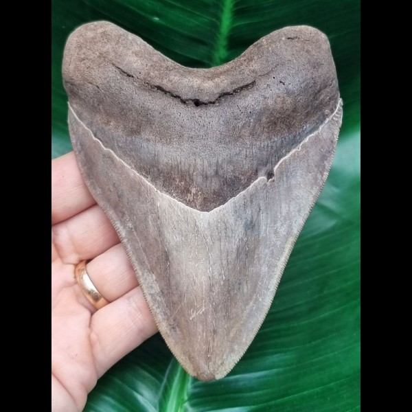 12,5 cm großer scharfer Zahn des Megalodon