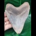 12.5 cm large sharp tooth of the Megalodon