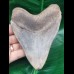 12,5 cm großer scharfer Zahn des Megalodon