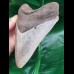 12.5 cm large sharp tooth of the Megalodon