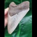 12,5 cm großer scharfer Zahn des Megalodon