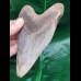 12,5 cm großer scharfer Zahn des Megalodon