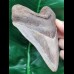 12,5 cm großer scharfer Zahn des Megalodon