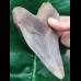 12,5 cm großer scharfer Zahn des Megalodon