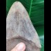 12,5 cm großer scharfer Zahn des Megalodon