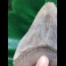 12.5 cm large sharp tooth of the Megalodon