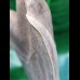 12.5 cm large sharp tooth of the Megalodon