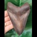 11,5 cm scharfer dunkler Zahn des Megalodon