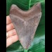 11.5 cm sharp dark tooth of the Megalodon