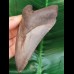11.5 cm sharp dark tooth of the Megalodon