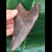 11,5 cm scharfer dunkler Zahn des Megalodon