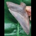 11.5 cm sharp dark tooth of the Megalodon