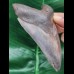 11,5 cm scharfer dunkler Zahn des Megalodon