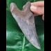 11,5 cm scharfer dunkler Zahn des Megalodon