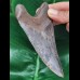 11.5 cm sharp dark tooth of the Megalodon