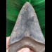 11.5 cm sharp dark tooth of the Megalodon